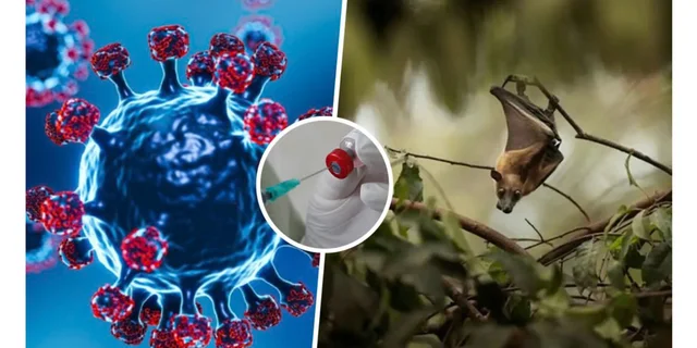 OBSH: Rreziku i përhapjes së virusit Nipah përtej Indisë mbetet i ulët